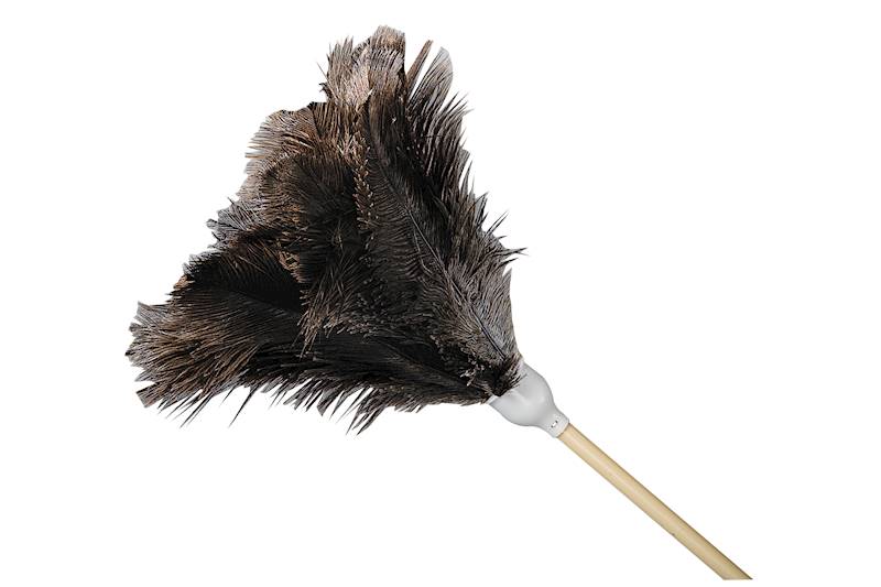 Feather duster in malay